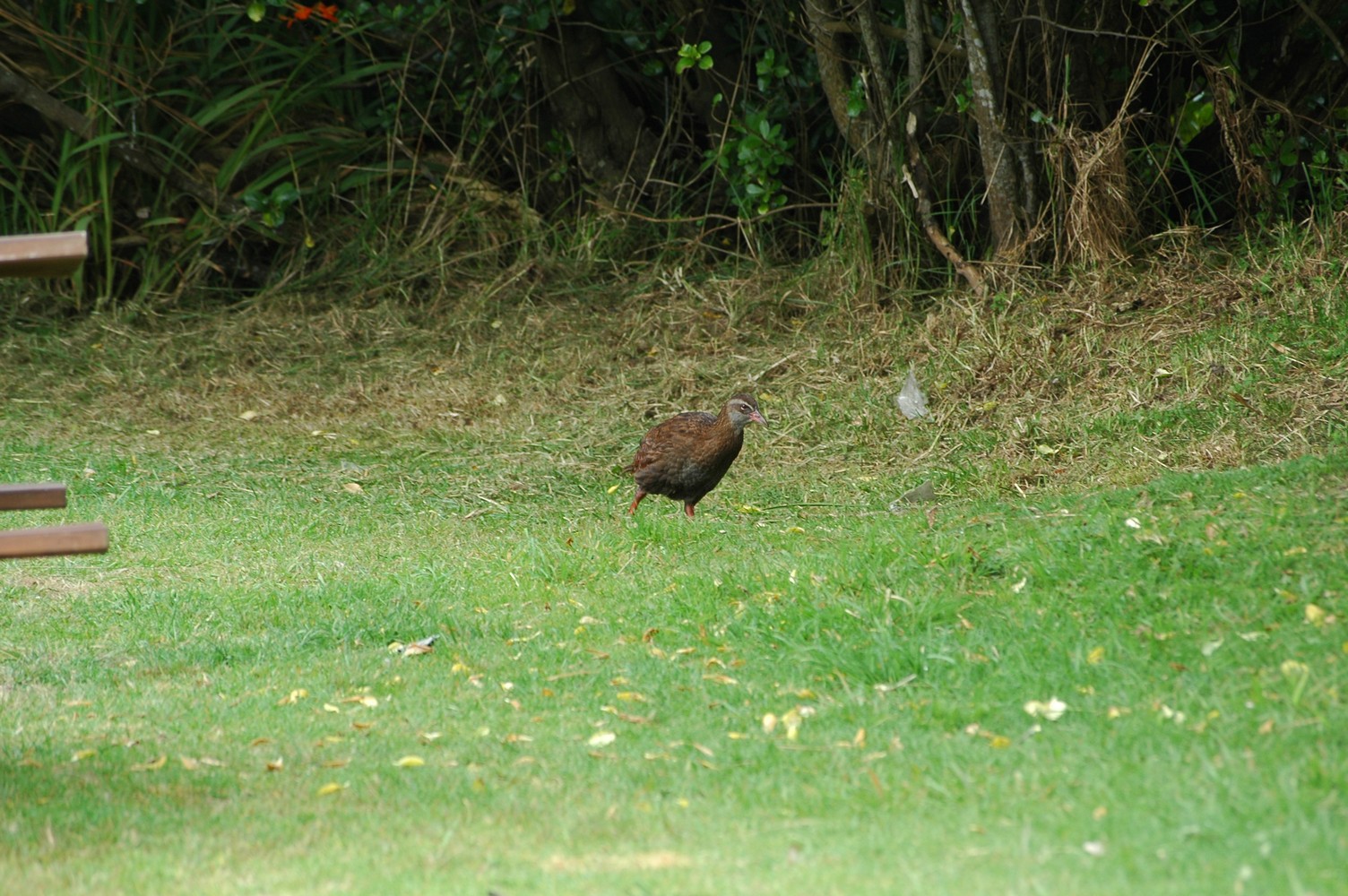060   24 01   Greymouth   Fox Glacier
